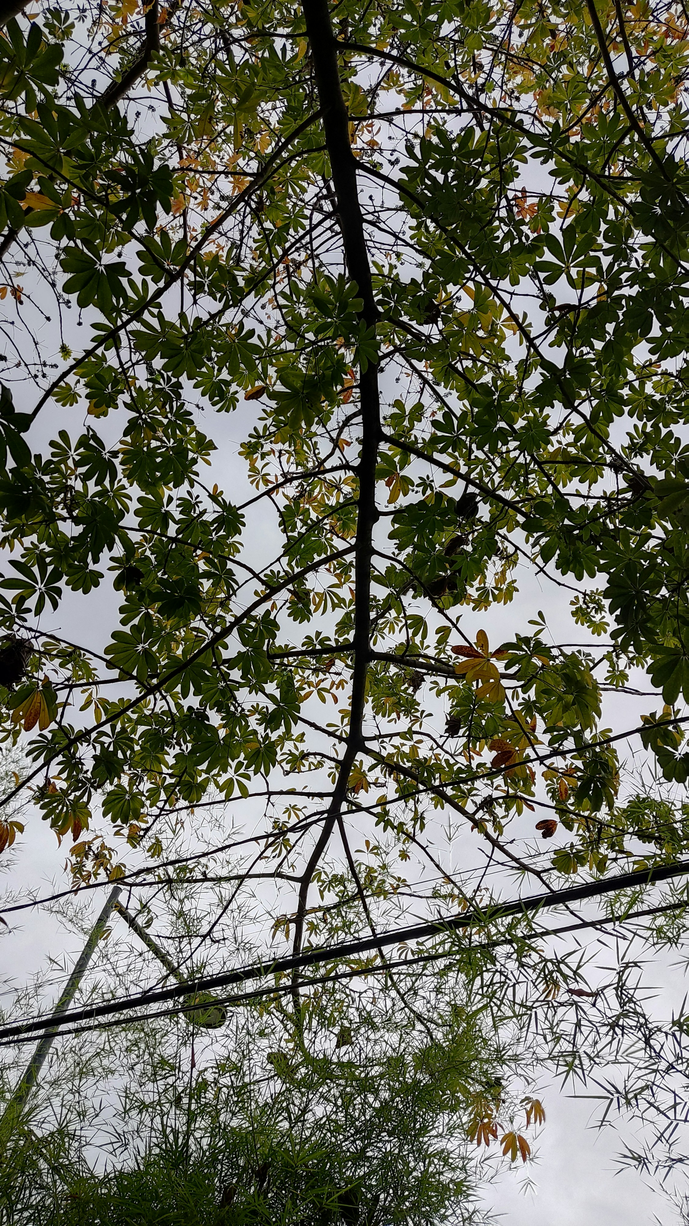 Taille de cohabitation