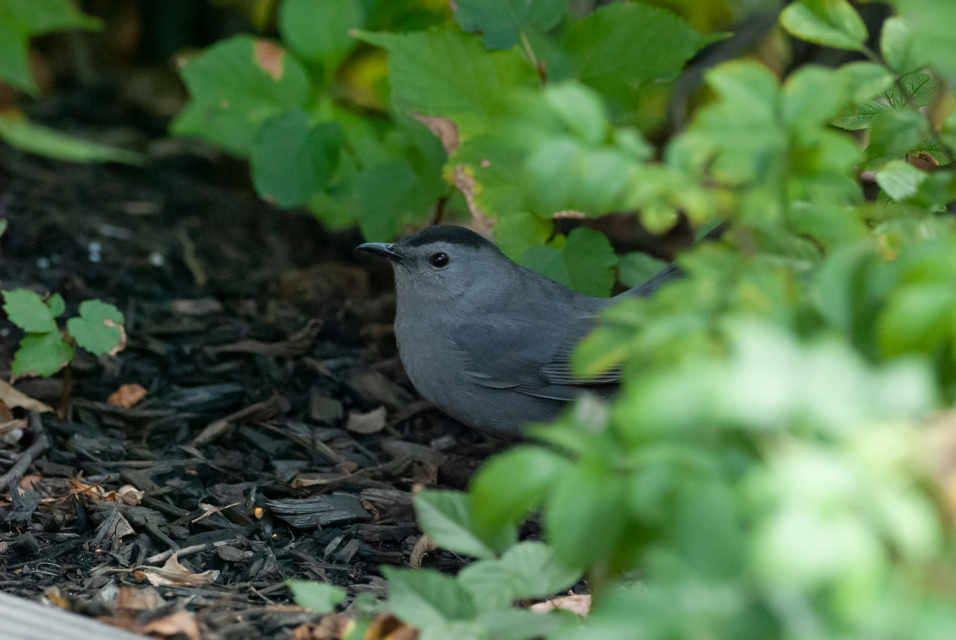 Valorisation des déchets verts